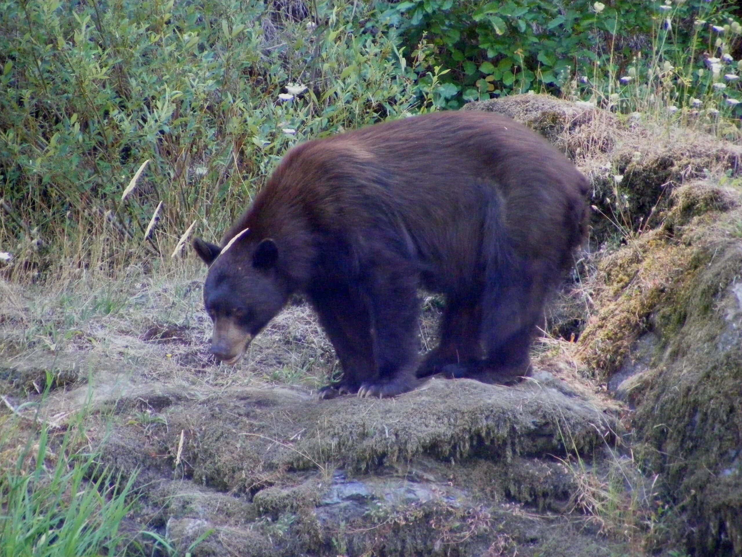 Black bear in the Rogue River wilderness